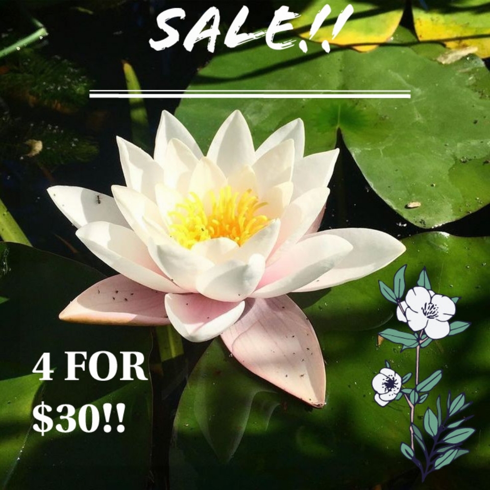 4 for $30